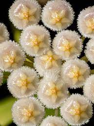 HOYA LACUNOSA SILVER