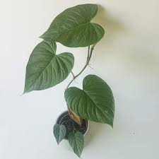 Philodendron Majestic (Sodiroi x Verrucosum)