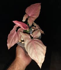 SYNGONIUM PINK PERFECTIONS