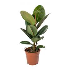 Ficus Burgundy Double Stem, 2 Gallon Grower Pot, 3 Feet Overall Height, Modern Indoor Live Rubber Plant