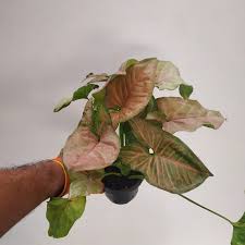 SYNGONIUM PINK FLACKED