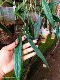 HOYA SULAWESIANA FREE PHYTOSANITARY