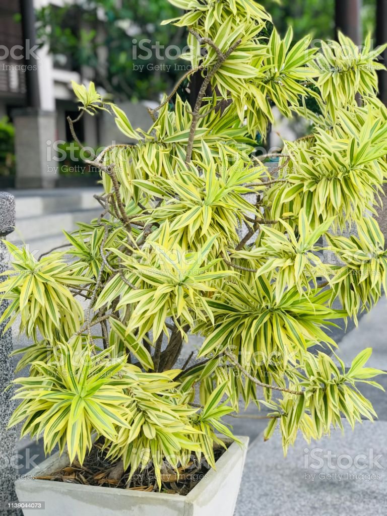 Dracaena Reflexa - Song of India - Lily Bamboo - Song of Jamaica