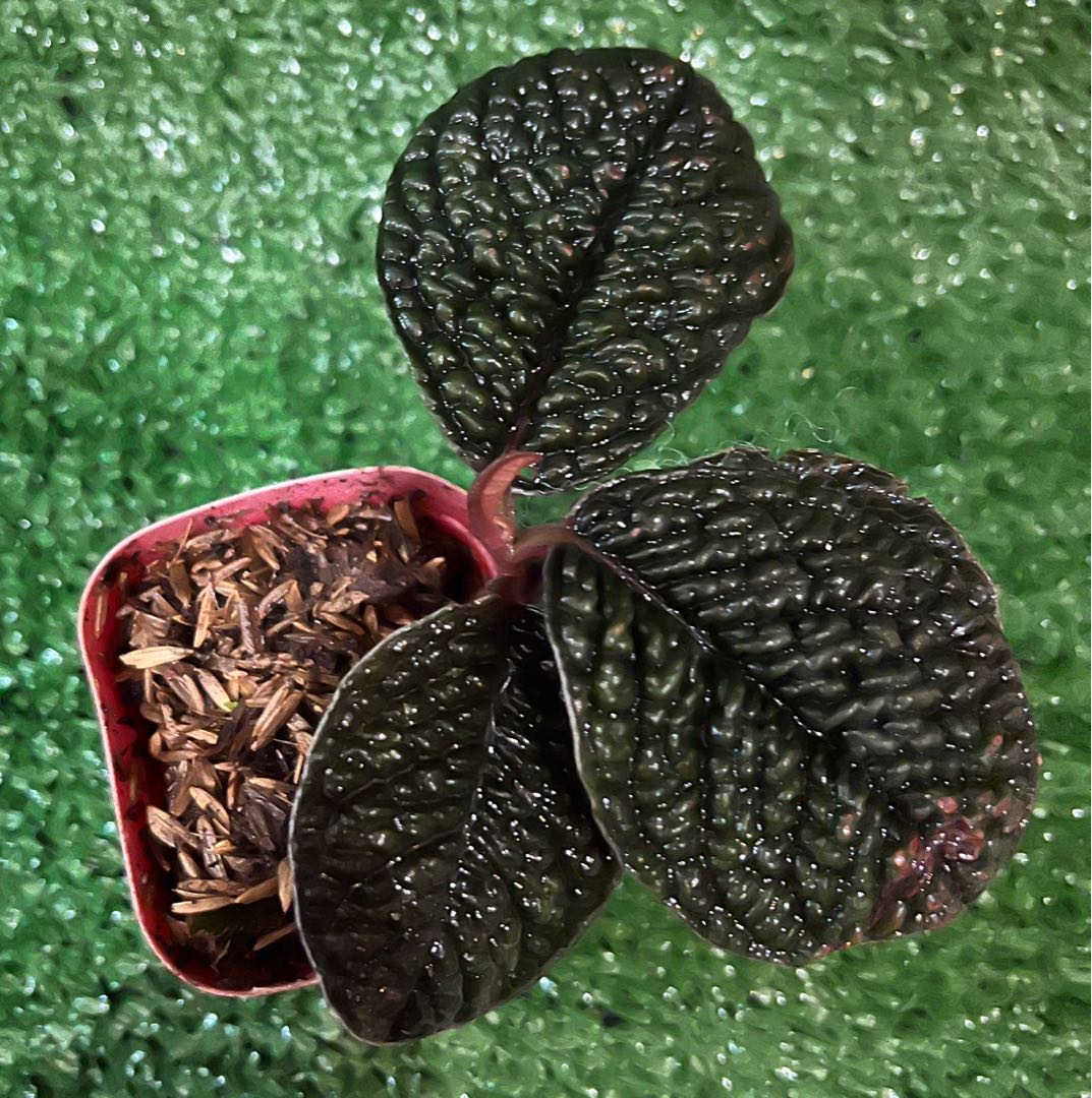 LABISIA SP BORNEO