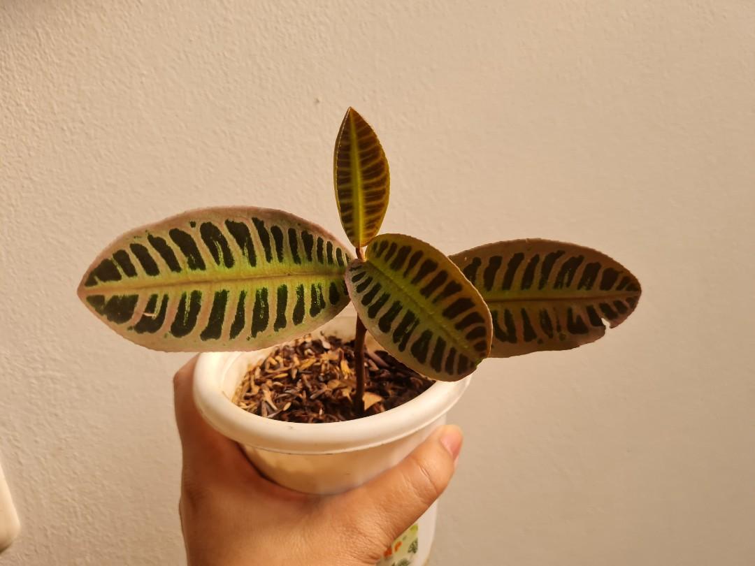 LABISIA SP JAMBI PINK