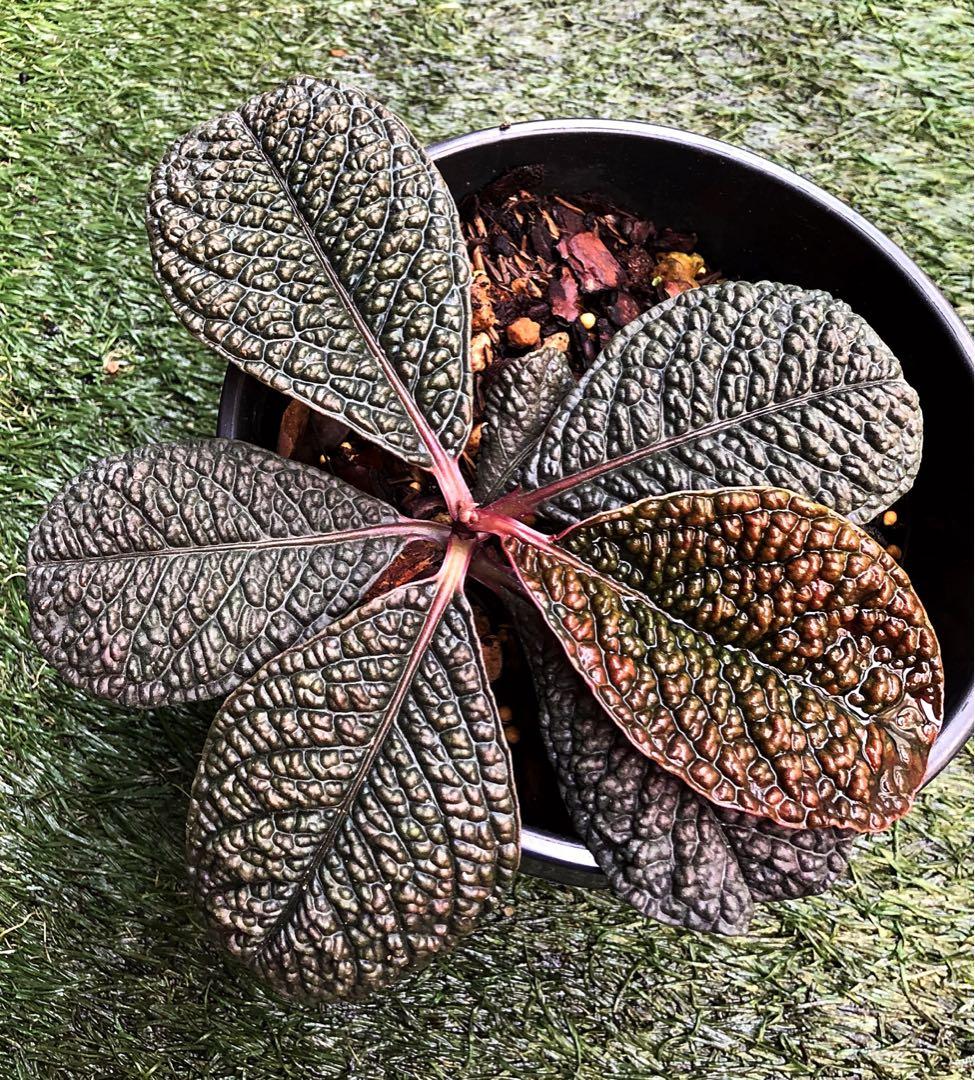 LABISIA SP BORNEO