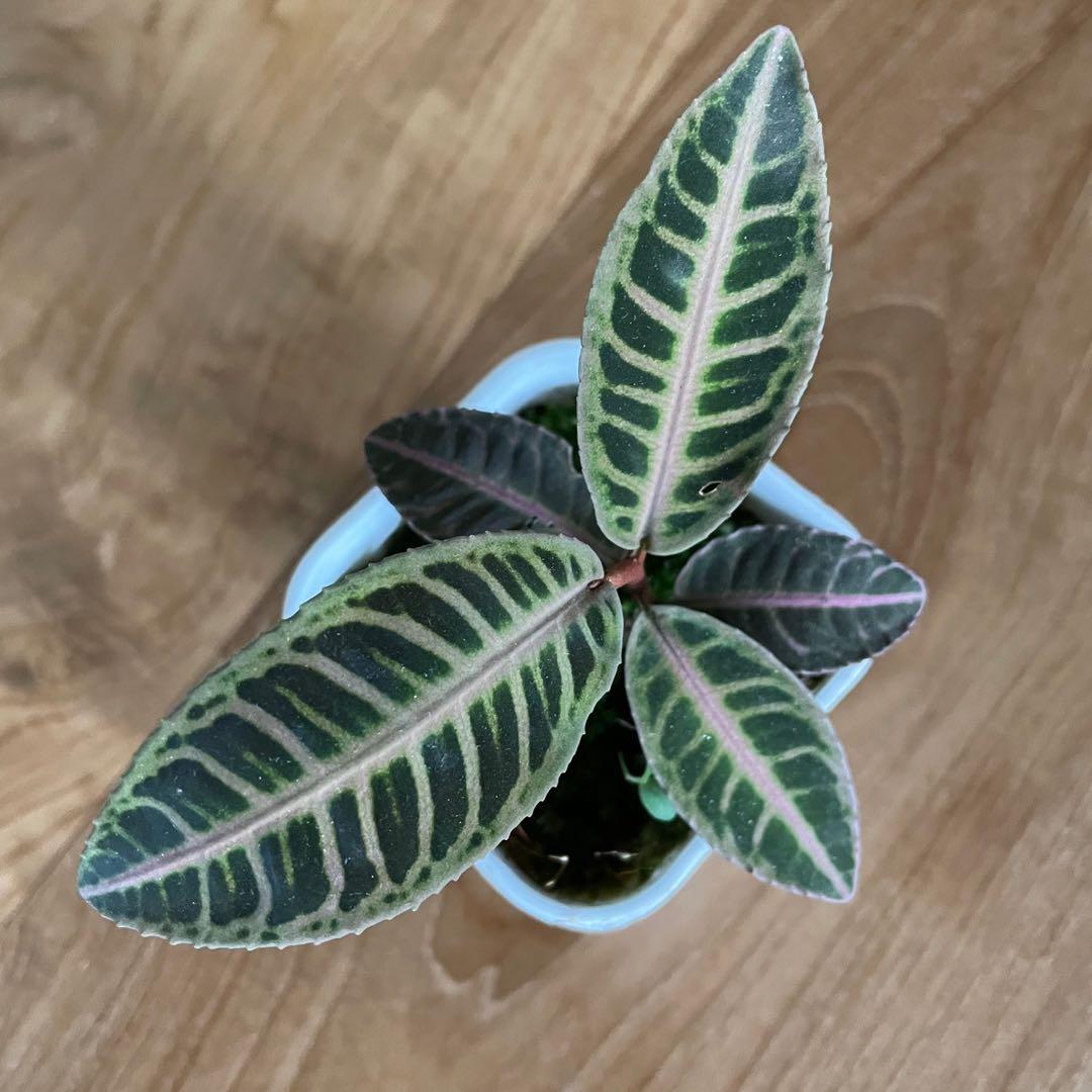 LABISIA SP RIAU GREEN