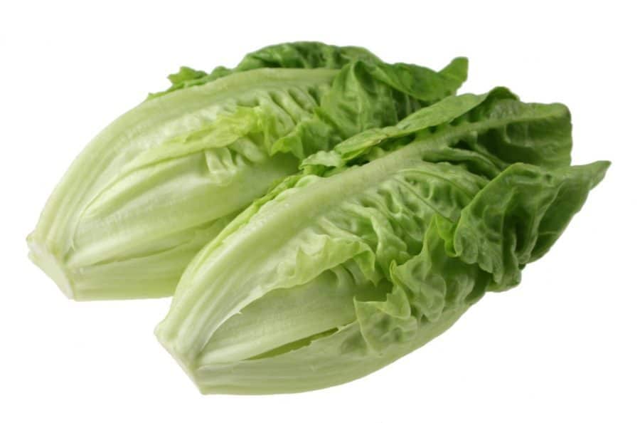 Parris Island Romaine 500+ Seeds | Heat Tolerant!| NON-GMO | Heirloom (FREE PHYTOSANITARY)