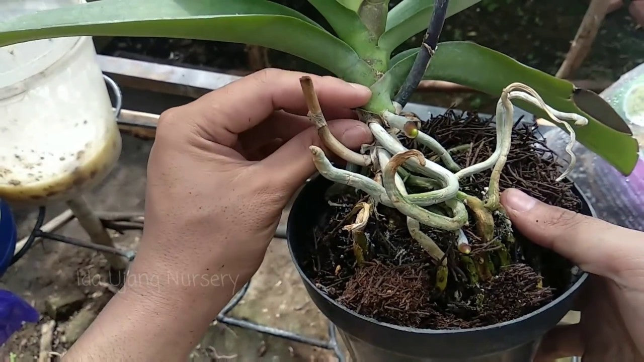 Phalaenopsis Orchid