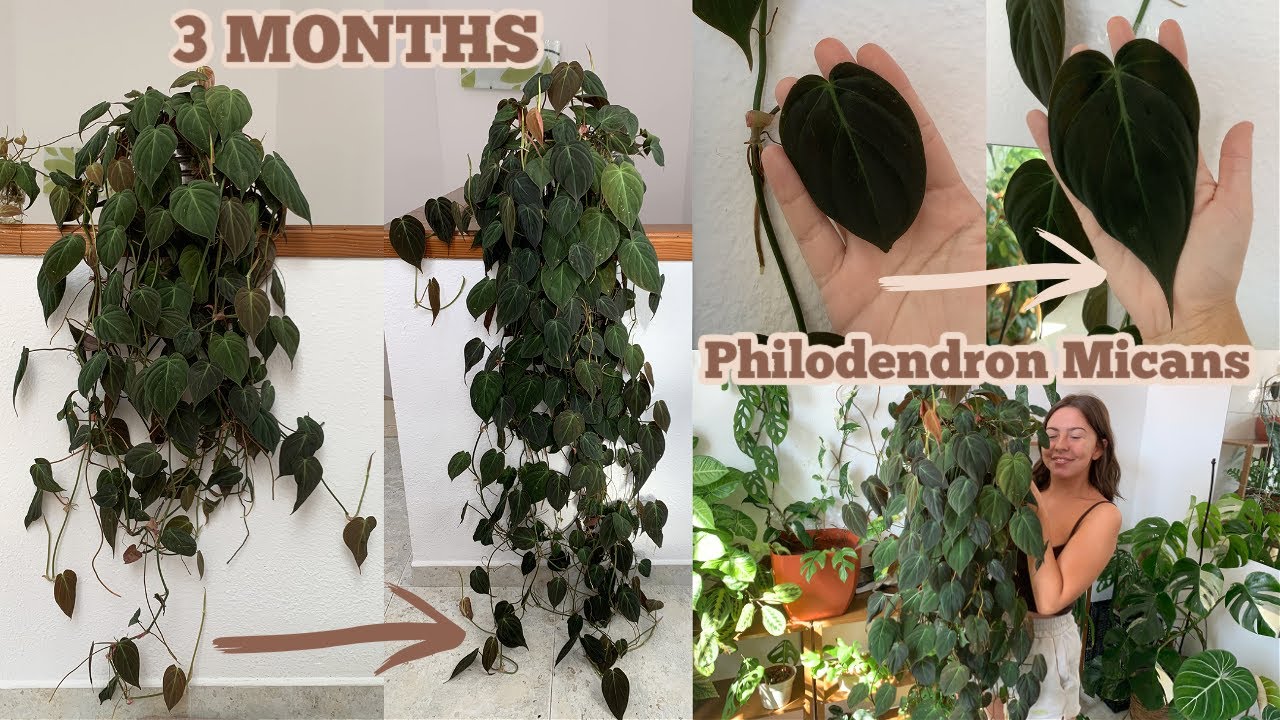 Philodendron Micans Rare Velvet Aroid Terrarium Plant Free Phytosanitary