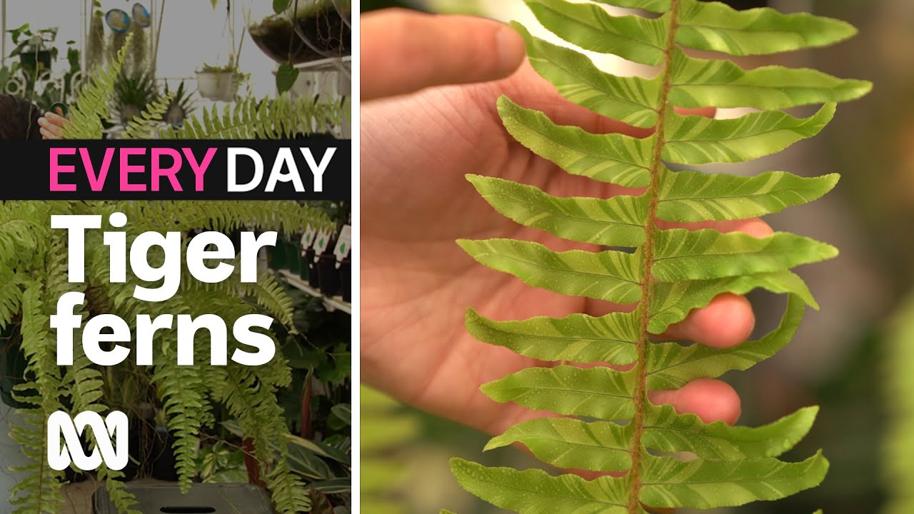 Fern Boston Nephrolepis exaltata 'Variegata' "Tiger Fern Stripe"