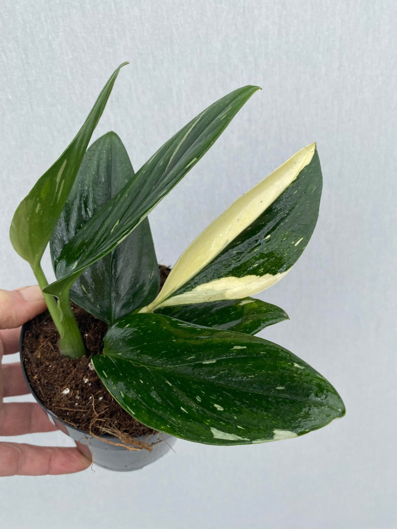 Monstera Standleyana Variegated (Philodendron Cobra)