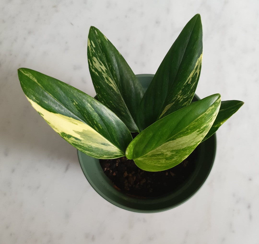 Monstera Standleyana Variegated (Philodendron Cobra)