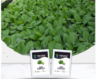 Green Stem Shanghai Bok Choy Samen | USA Pak Choi Pok Choy Kanton Asiatisches Gemüse Chinakohl Tipps Spinat Saison 2022 Schneller Versand 