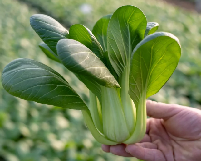 Green Stem Shanghai Bok Choy Samen | USA Pak Choi Pok Choy Kanton Asiatisches Gemüse Chinakohl Tipps Spinat Saison 2022 Schneller Versand 