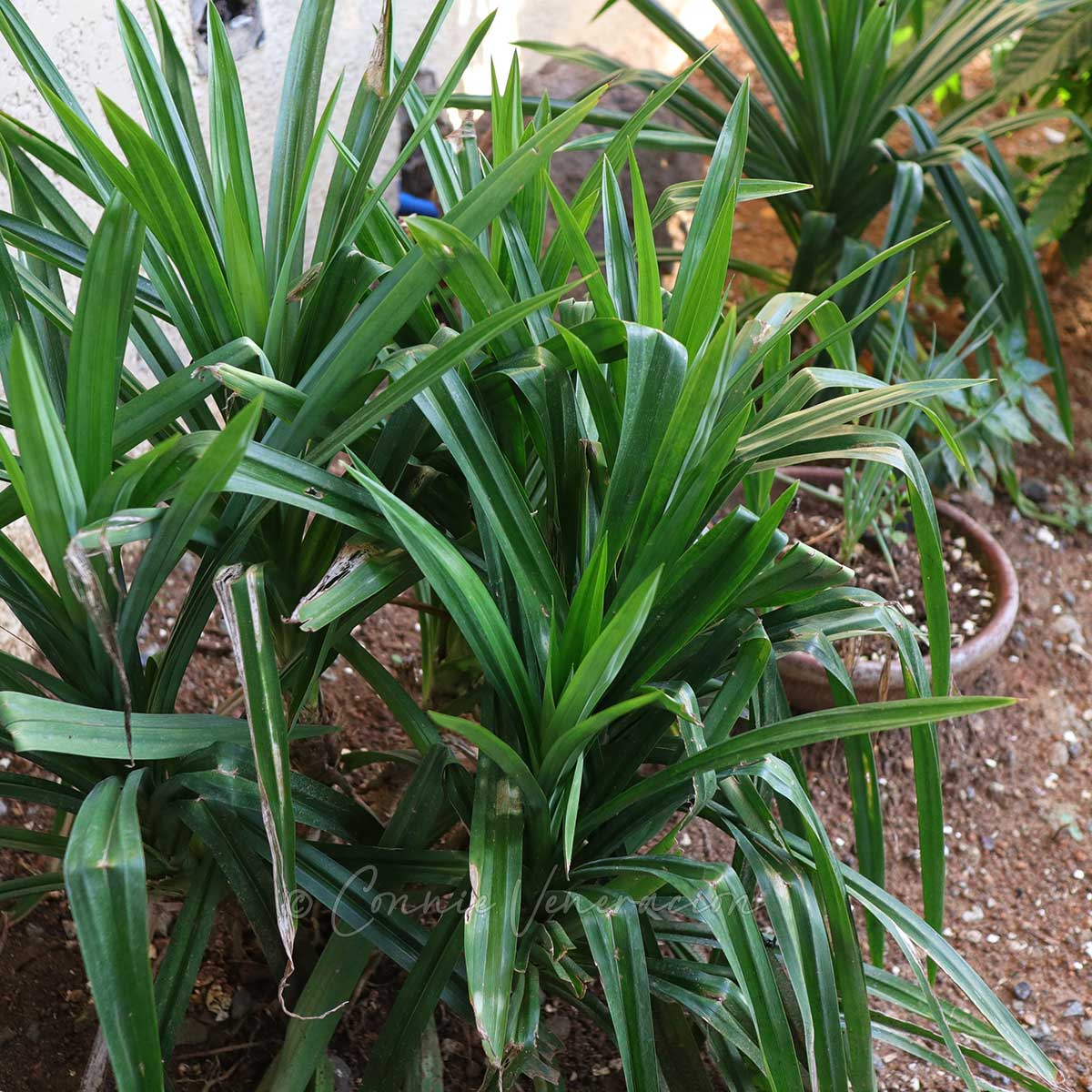 Pandan Plant, Pandanus amaryllifolius, Live Roots for planting, 2 Live Stems