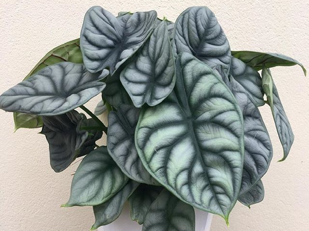 Alocasia Silver Dragon FREE PHYTOSANITARY