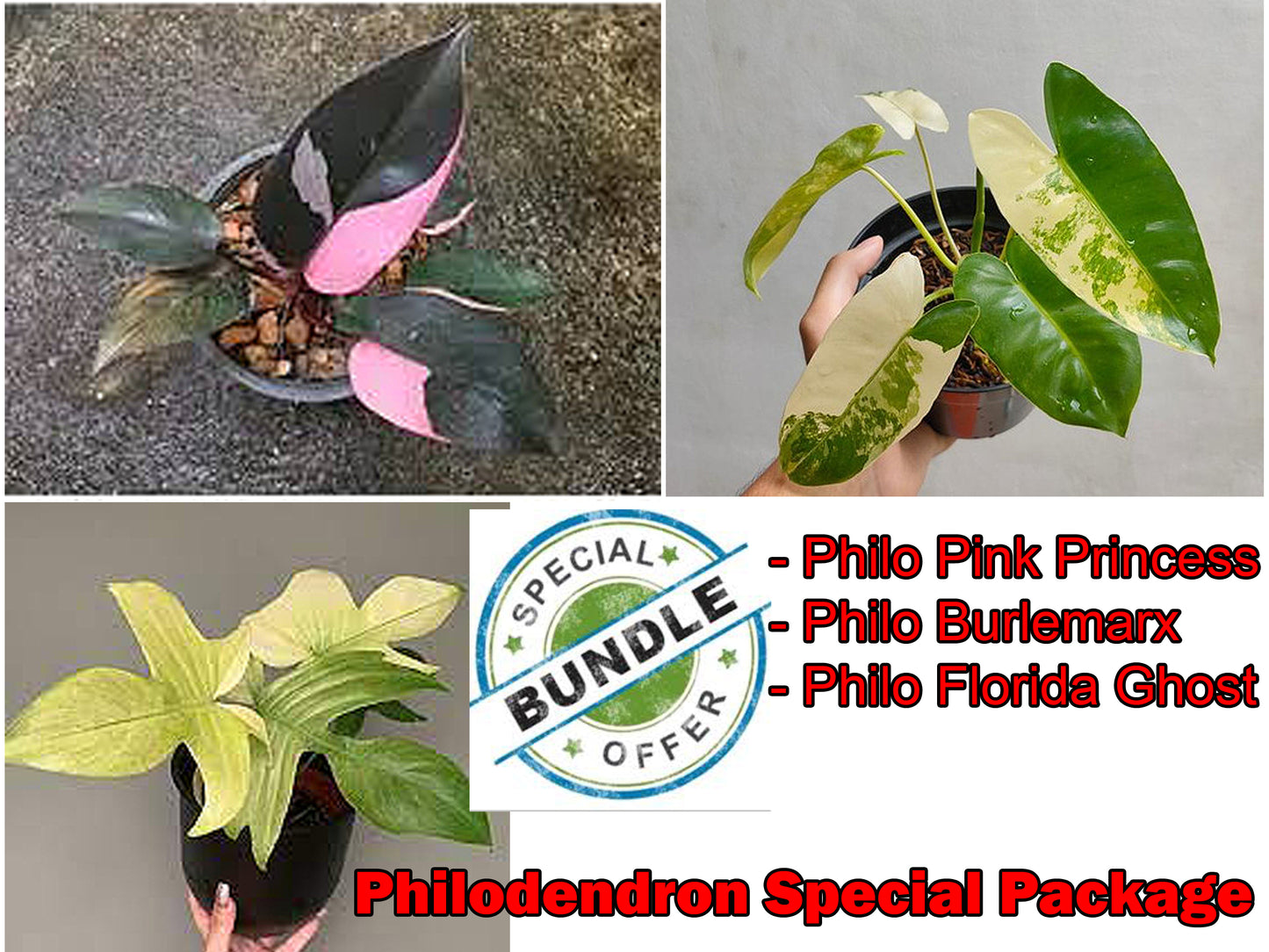 Spezielles Philodendron-Sparpaket