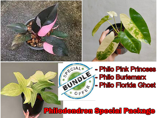 Special Philodendron Savings Package