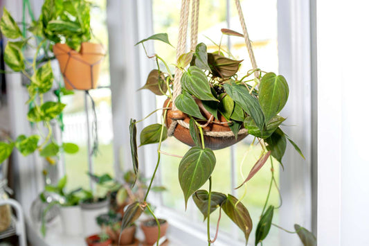 Philodendron Micans Rare Velvet Aroid Terrarium Plant Free Phytosanitary