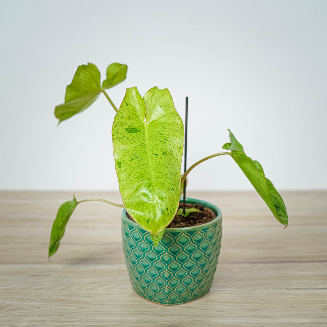 Philodendron Paraiso Verde
