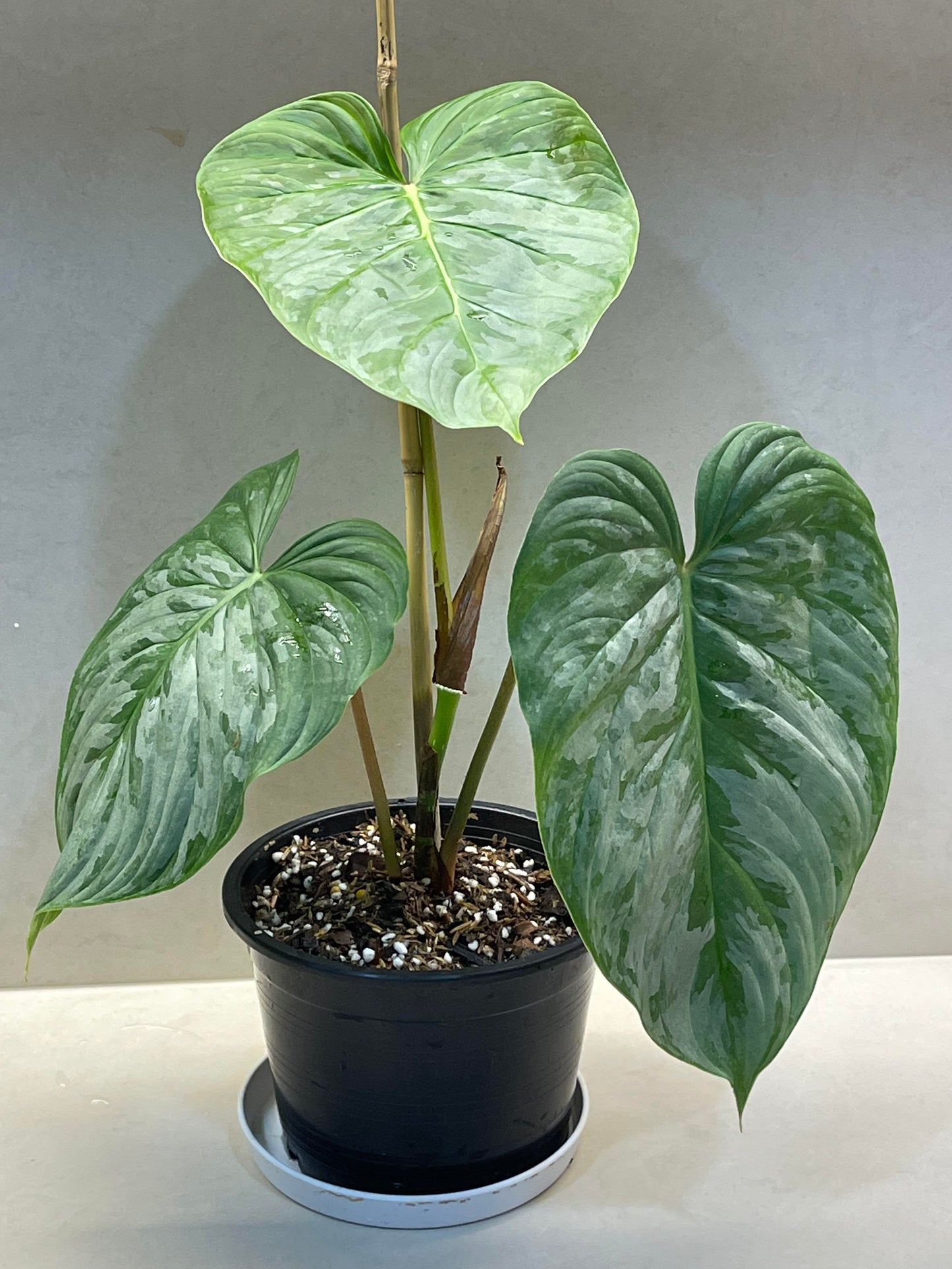 Philodendron Majestic (Sodiroi x Verrucosum)