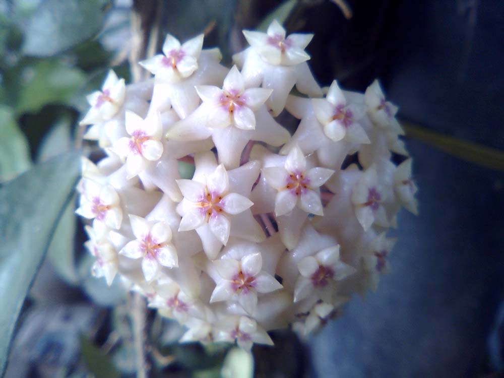 HOYA VERTICILLATA WAYANG SP.LAMPUNG SUMATERA KOSTENLOSE PHYTOSANITÄRE 