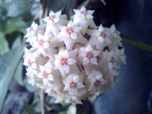 HOYA VERTICILLATA WAYANG SP.LAMPUNG SUMATERA FREE PHYTOSANITARY
