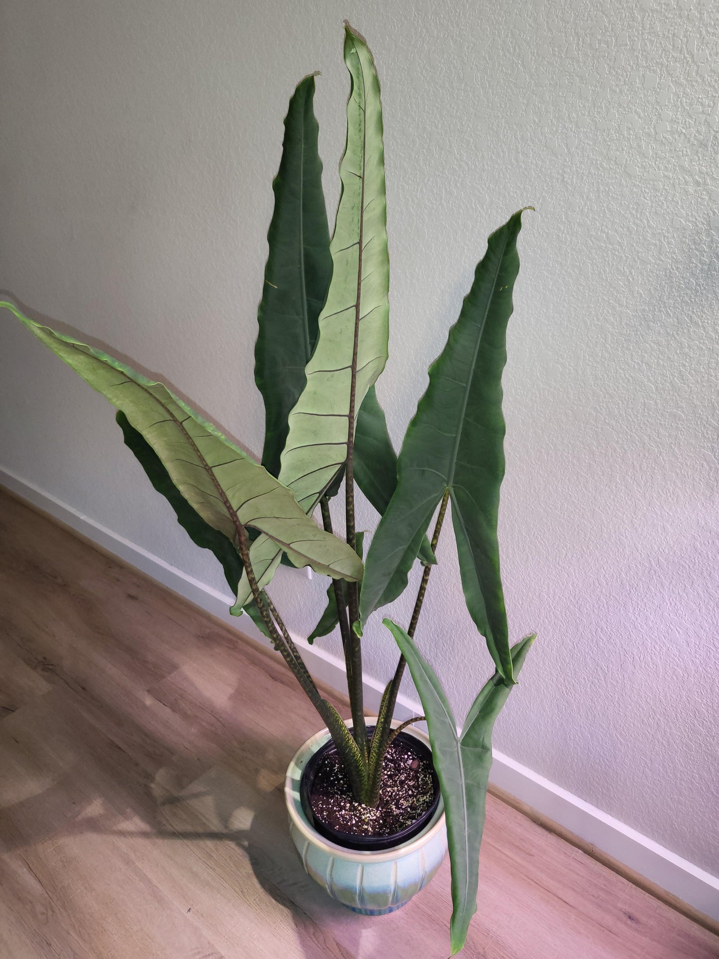 Alocasia Tigrina Superba Sp.Sulawesi Indonesia FREE PHYTOSANITARY