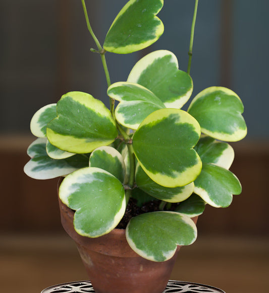 Hoya Kerii Sweetheart Variegated