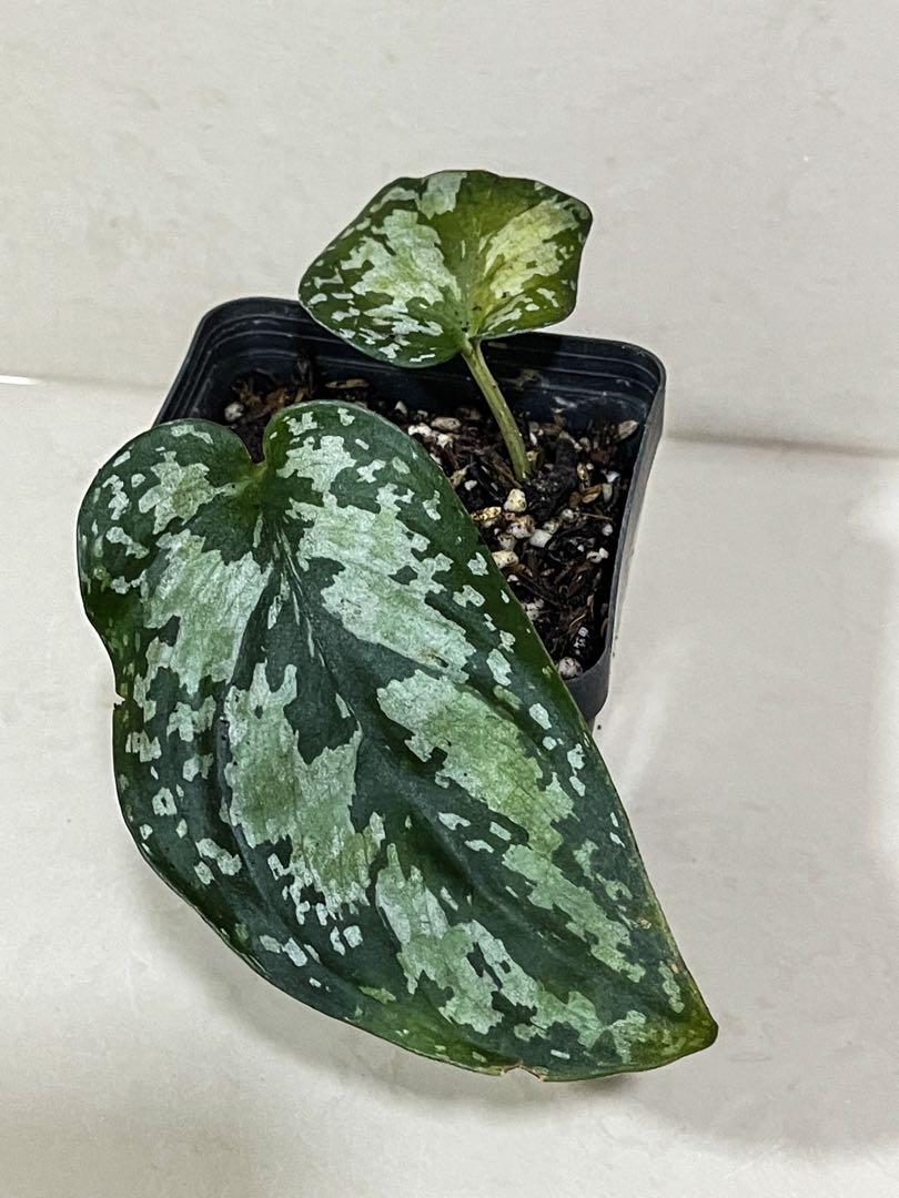 SCINDAPSUS TRICOLOR