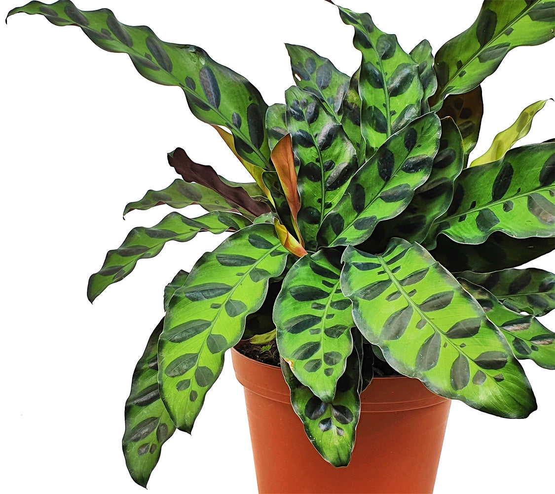 Calathea Lancifolia "Rattlesnake Plant"