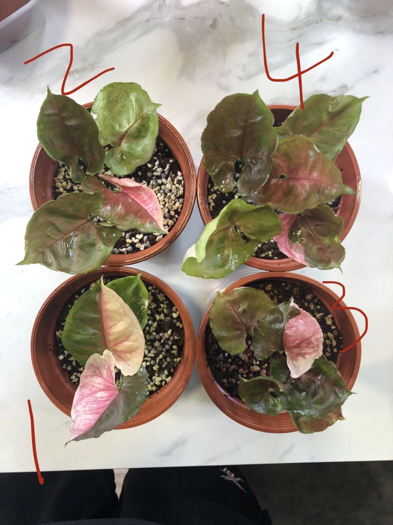 SYNGONIUM STRAWBERRY ICE