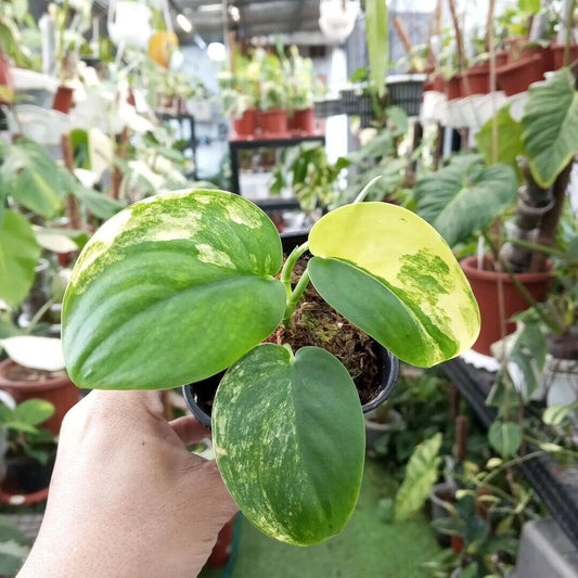 SCINDAPSUS JADE SATIN VARIEGATED