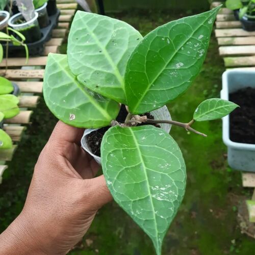 HOYA VERTICILLATA SP LAMPUNG SUMATERA FREE PHYTOSANITARY