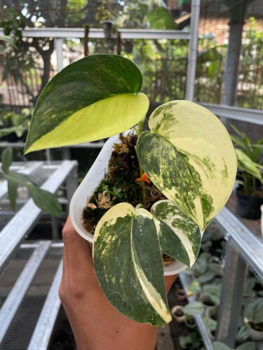SCINDAPSUS JADE SATIN VARIEGATED
