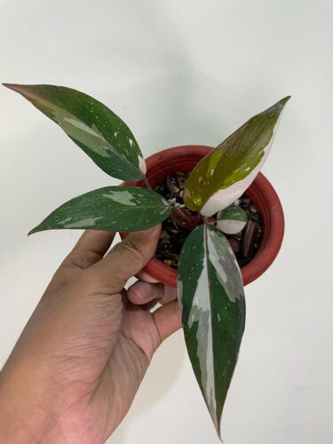 Philodendron Red Anderson Variegated