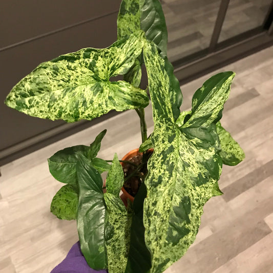 SYNGONIUM MOJITO
