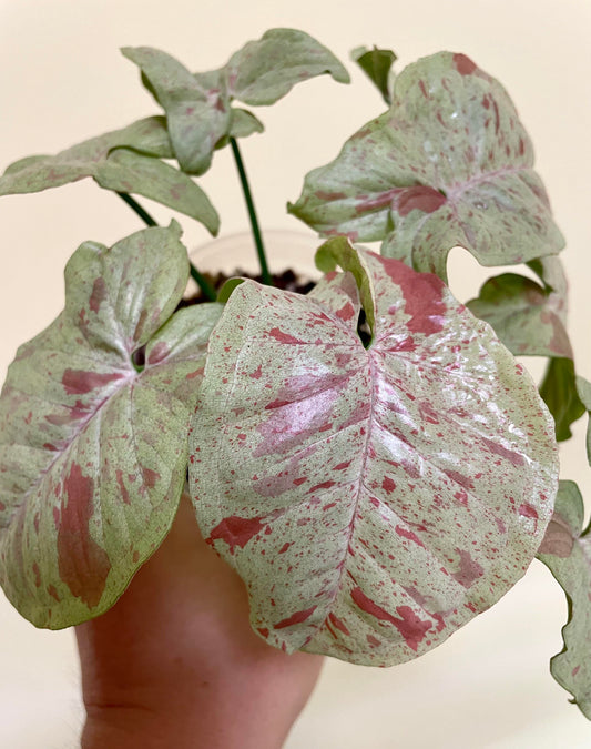 SYNGONIUM MILK CONFETTI