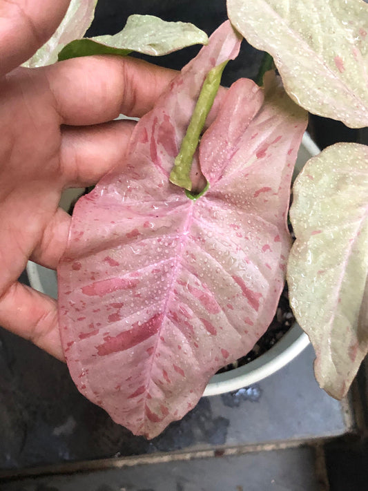 Syngonium Pink Spot
