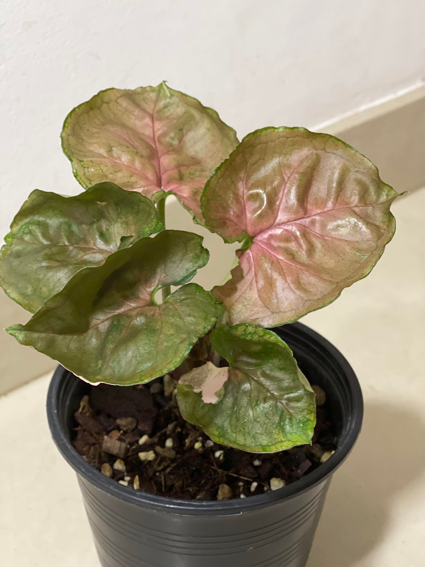 SYNGONIUM STRAWBERRY ICE